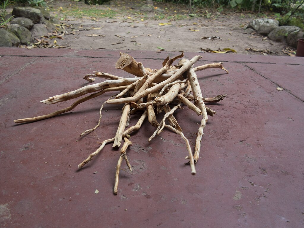 Chiric Sanango roots scraped for master-plant diets