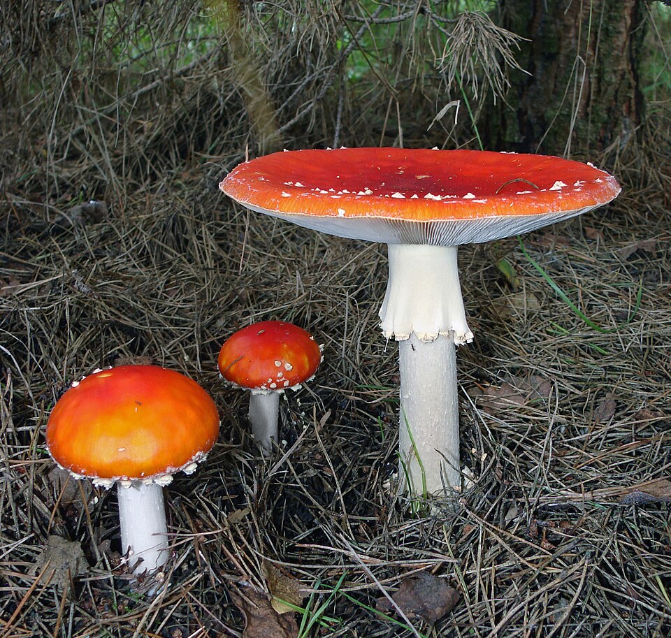 Amanita muscaria