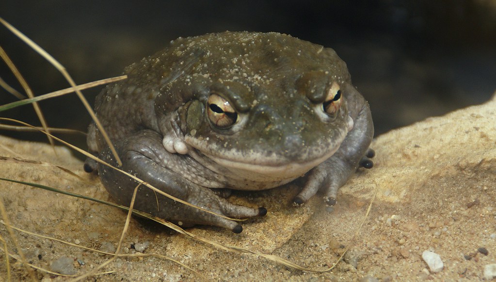 Bufo alvarius
