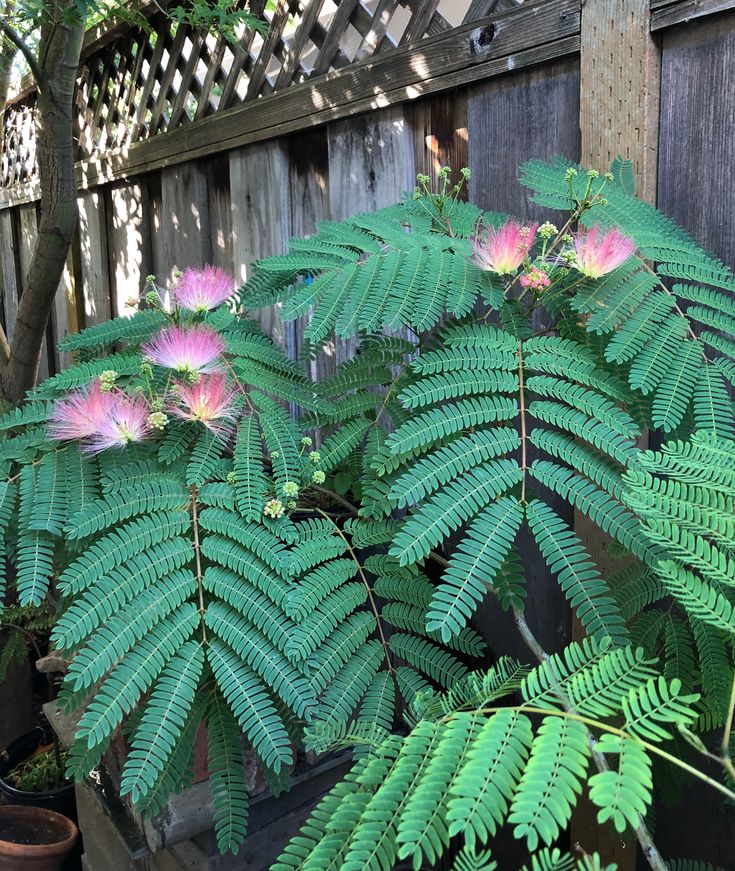 Mimosa hostilis